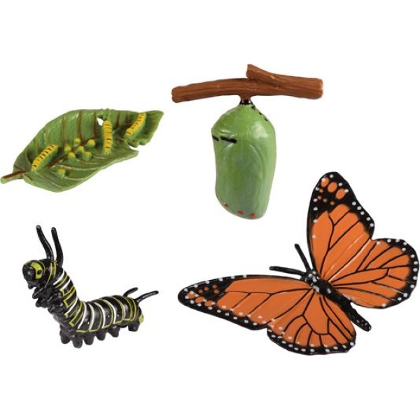 Нагледен макет Жизнен цикъл на пеперуда