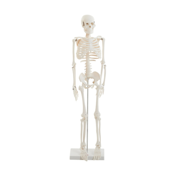 Макет човешки скелет