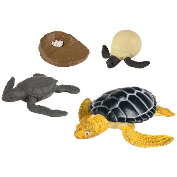 Нагледен макет Жизнен цикъл на морска костенурка